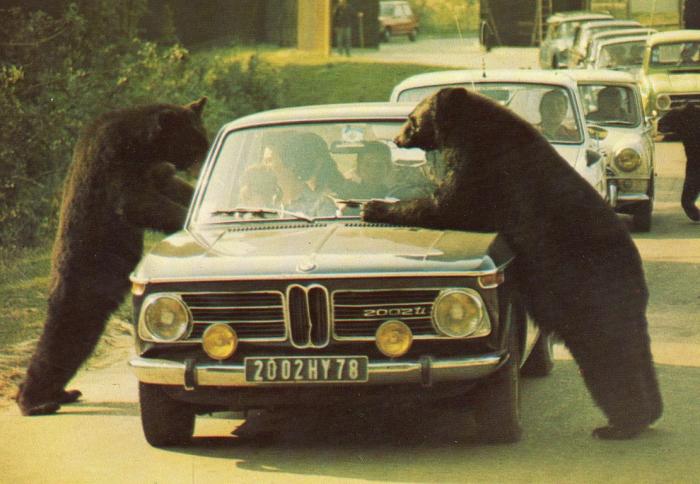 Ours en liberté dans la Réserve Africaine - 1979