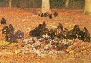 Parc à singes en hiver