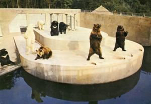 Première fois au Monde - Faire vivre ensemble des ours de races différentes