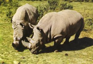 Rhinocéros blancs - 1977