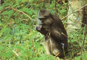 Singe en liberté dans la Réserve Indienne