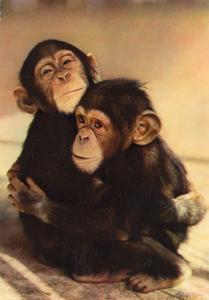 Singes