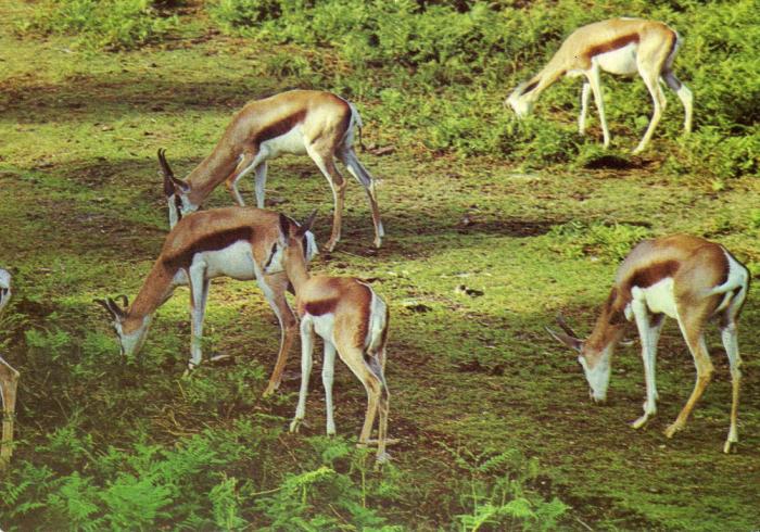 Springbucks en liberté - 1974