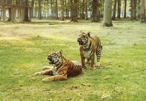 Tigre en liberté