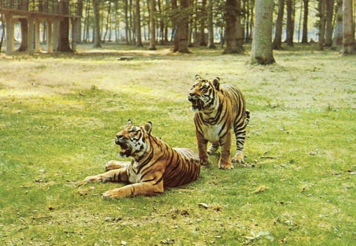 Tigre en liberté