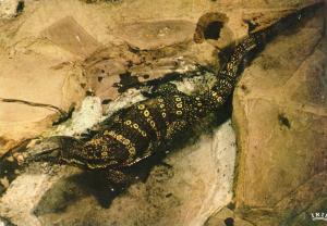 Varan à bandes