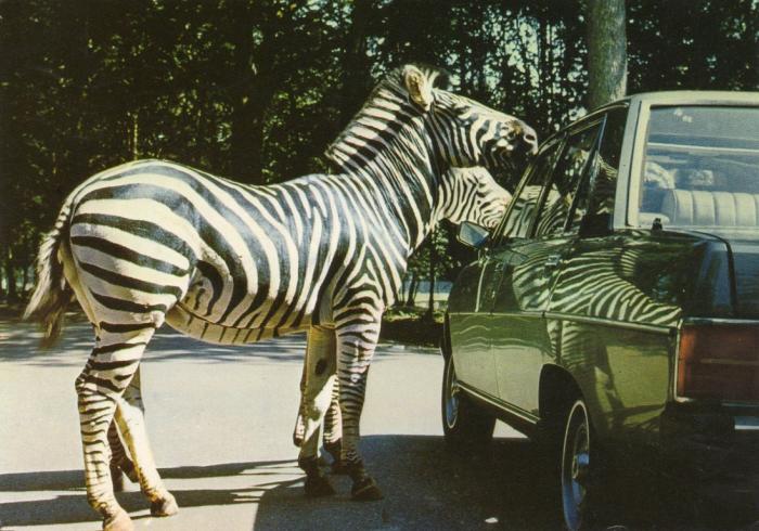 Zèbre de Chapmann en liberté - 1978
