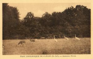 Animaux divers