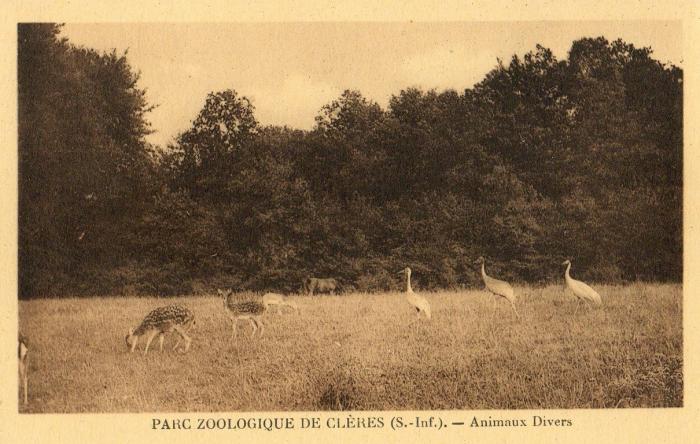 Animaux divers
