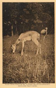 Antilope Cervicapra