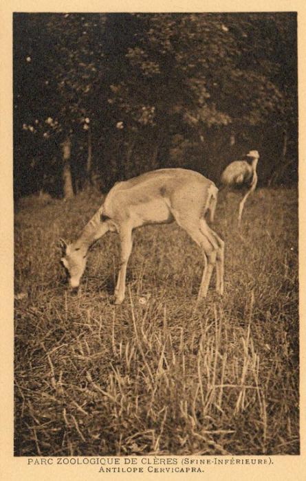 Antilope Cervicapra