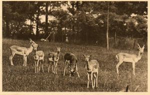 Antilopes cervicapres