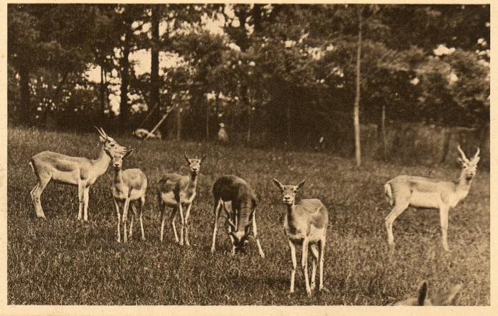 Antilopes cervicapres