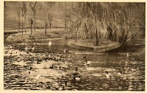 Canards divers exotiques