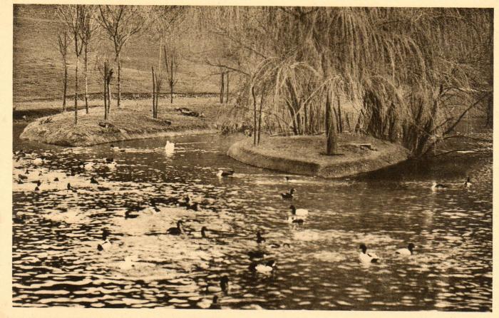 Canards divers exotiques