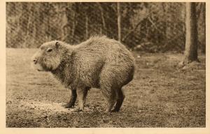 Capybara