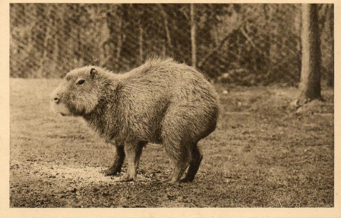Capybara