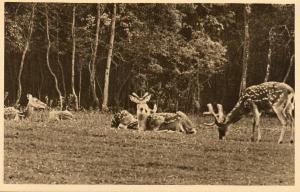 Cerfs Pseudaxis