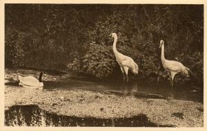 Cygne à col noir et grues blanches