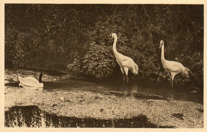 Cygne à col noir et grues blanches