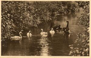 Cygnes noirs