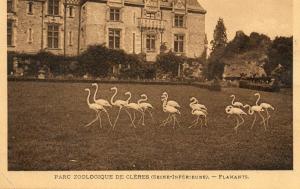 Flamants