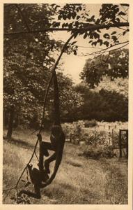 Gibbons