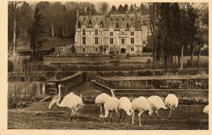 Nandous blancs