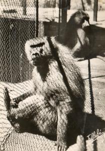 Singe Papion