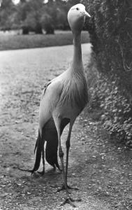 Grue Paradis - 1957