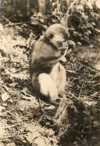 "Tarzan" Singe Magot né en 1949