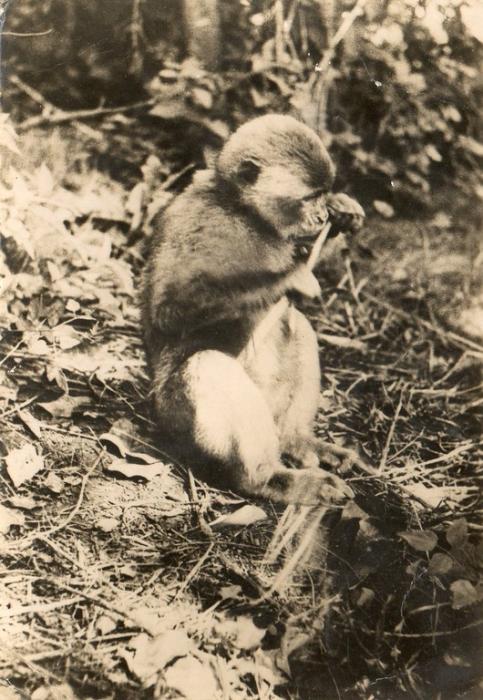 "Tarzan" Singe Magot né en 1949