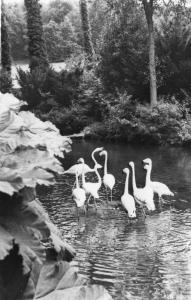 Flamants roses