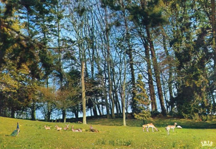 Antilopes cervicapres - 1966