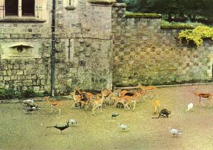 Antilopes Cervicapres, Kangourou, Paons, Palmipèdes - 1978
