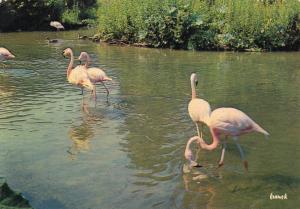 Colonie de Flamants Roses
