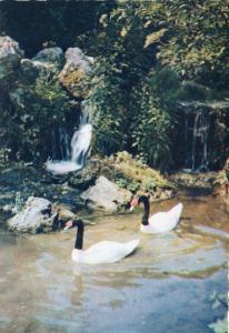 Cygnes à col noir