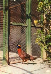 Faisan Tragopan de Temminck