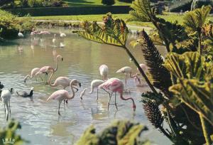 Flamants Roses - 1972