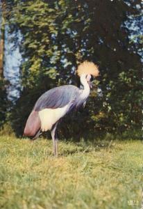 Grue couronnée - 1962
