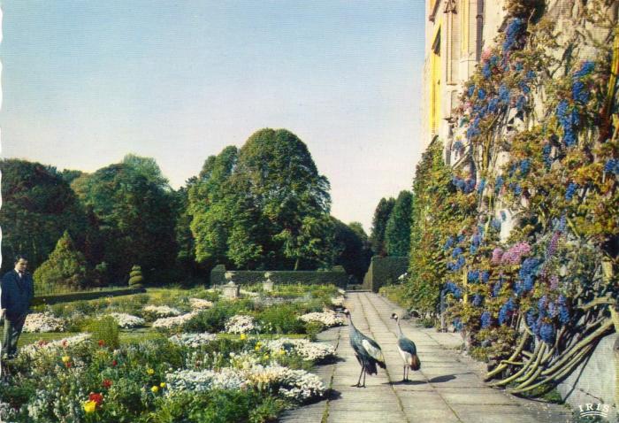 Grues couronnées sur la terrasse de Château