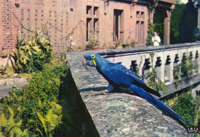 Hyacinthe (perroquet bleu)