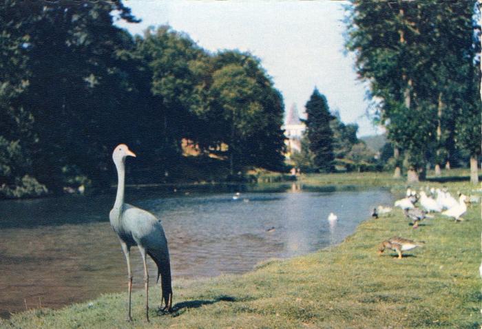Grue de Parade et Palmipèdes
