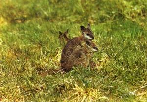Kangourous (Wallabies Dama)