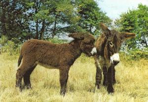 Annesse du Poitou et son ânon