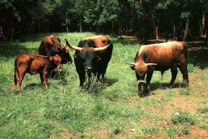 Aurochs