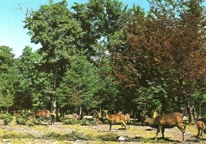 Cerf Sika