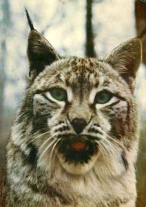 Lynx boréal
