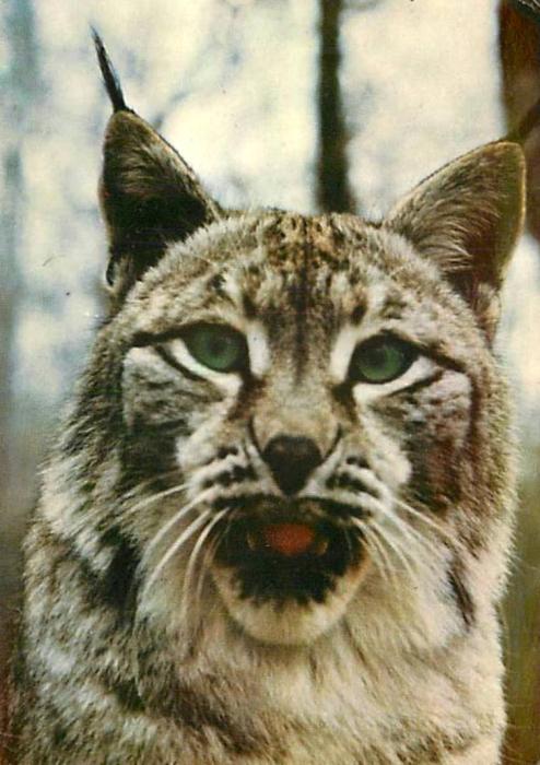 Lynx boréal