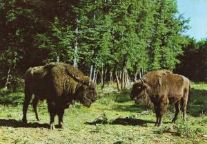 Bison d'Europe